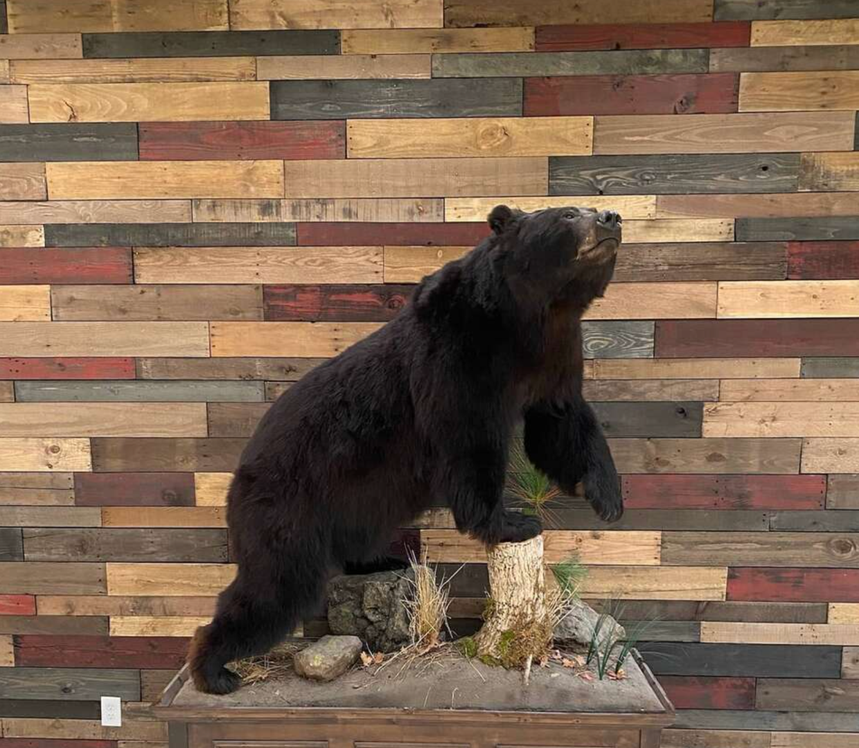 Reclaimed Pallet Walls for trophy mounts 2